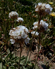 Armeria pseudarmeria
