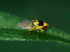 Liriomyza eupatoriella