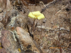 Calochortus concolor