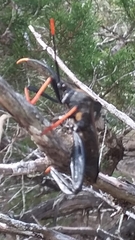 Acanthocephala thomasi