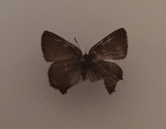 Callophrys augustinus annetteae