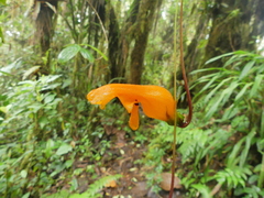 Columnea strigosa