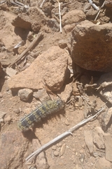 Hemileuca eglanterina