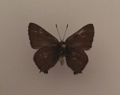 Satyrium saepium provo