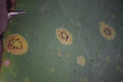 Colletotrichum coccodes