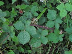 Rubus warrenii