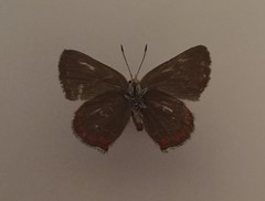 Satyrium titus immaculosus