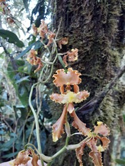Cyrtochilum serratum