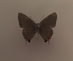 Strymon melinus franki