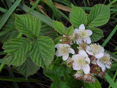 Rubus warrenii
