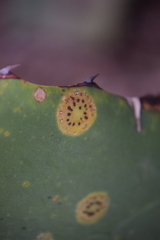 Colletotrichum coccodes