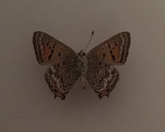 Tharsalea arota schellbachi