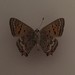 Lycaena arota schellbachi - Photo (c) Jacob Bell, some rights reserved (CC BY-NC), uploaded by Jacob Bell