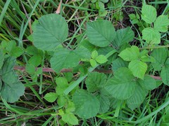 Rubus warrenii