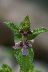 Stachys melissifolia
