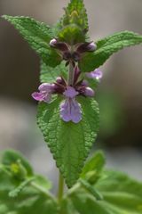 Stachys melissifolia