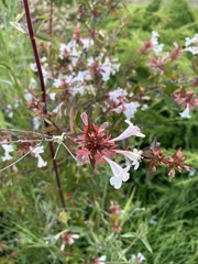 Abelia × grandiflora