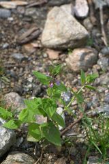 Stachys melissifolia