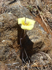 Calochortus concolor