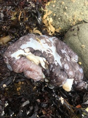 Enteroctopus dofleini