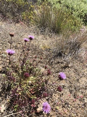 Monardella purpurea