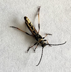 Necydalis cavipennis