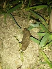 Heterovaginina limayana