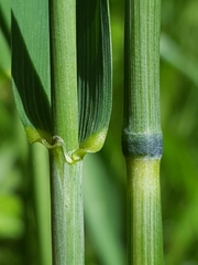 Elymus glaucus glaucus