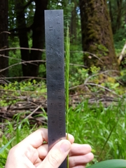 Elymus glaucus glaucus