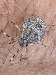 Rhaphigaster nebulosa