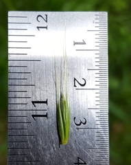 Elymus glaucus glaucus