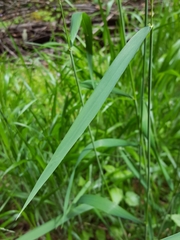Elymus glaucus glaucus