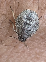 Rhaphigaster nebulosa