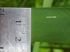 Elymus glaucus glaucus