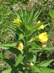 Oenothera biennis