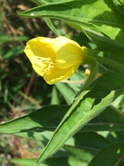 Oenothera biennis