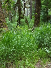 Elymus glaucus glaucus