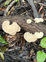 Microporellus