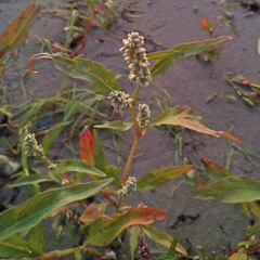 Persicaria