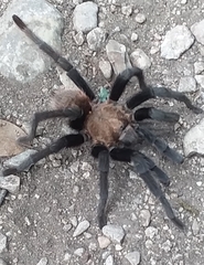 Aphonopelma anax