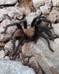 Aphonopelma anax