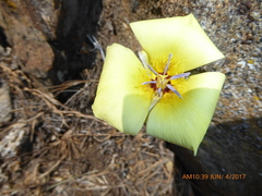 Calochortus concolor