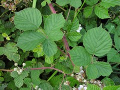 Rubus warrenii
