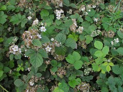 Rubus warrenii