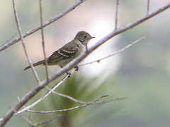 Elaenia parvirostris
