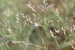 Limonium platyphyllum