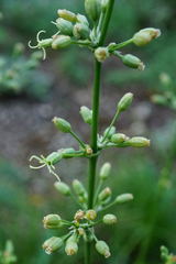 Spanish Catchfly