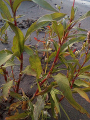 Persicaria