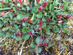 Salix herbacea