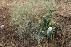 Limonium platyphyllum